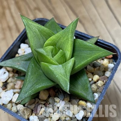 SH32056 Haworthia tortuosa x limifolia