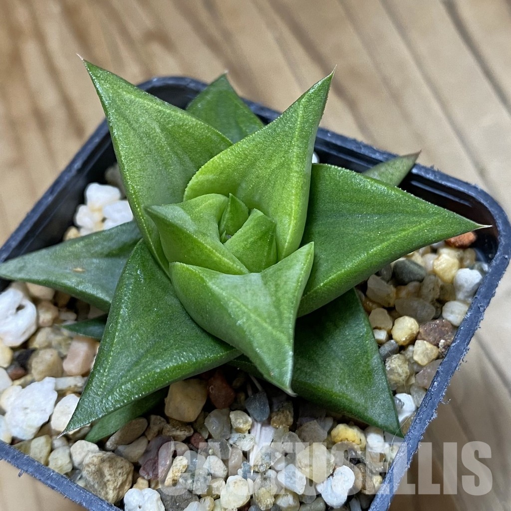 SH32056 Haworthia tortuosa x limifolia