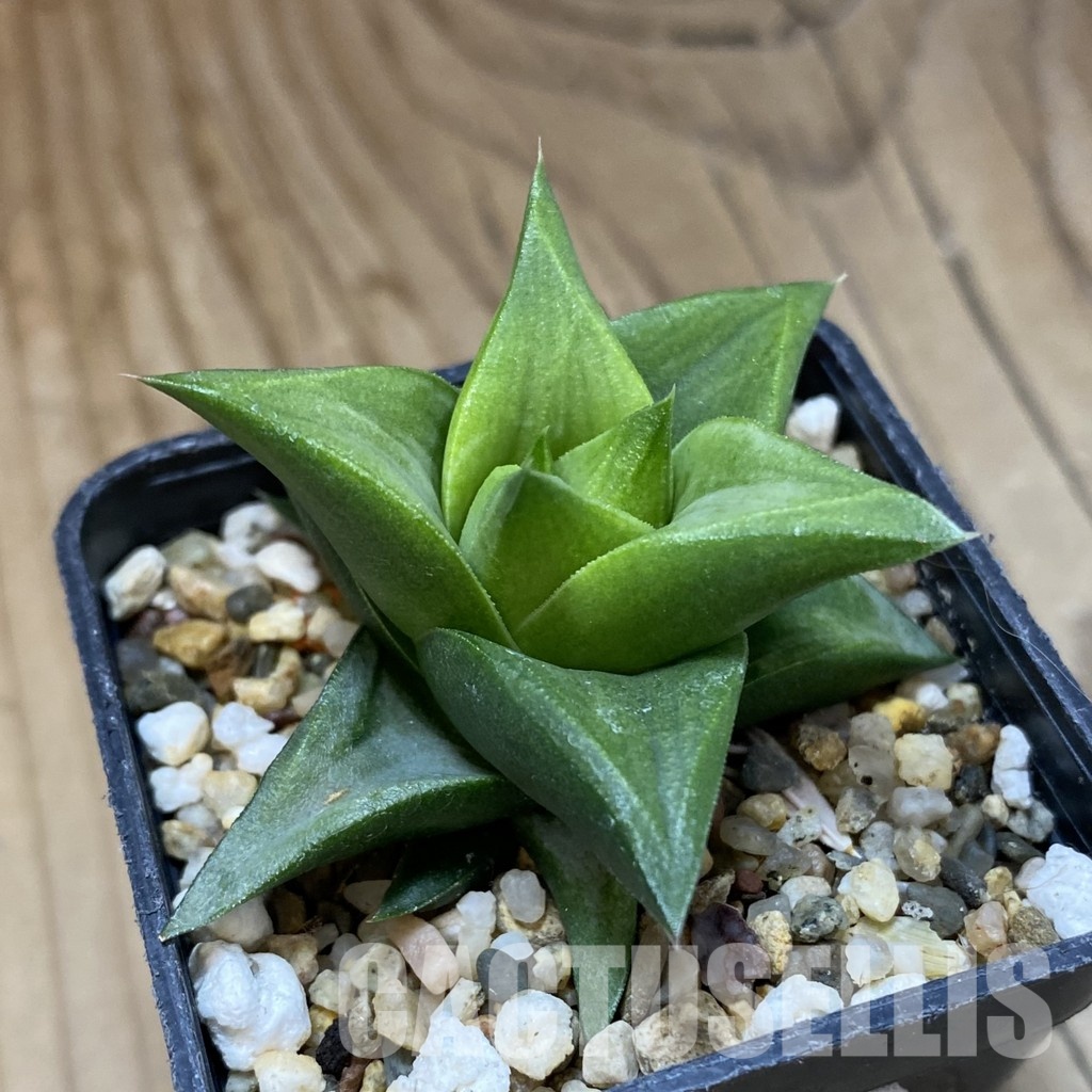 SH32056 Haworthia tortuosa x limifolia - Image 2