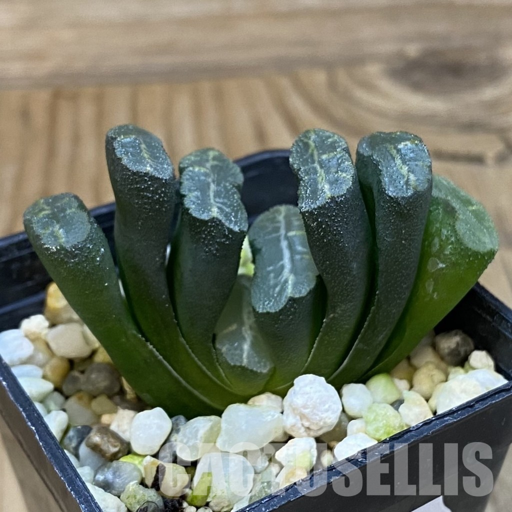 SH32057 Haworthia truncata -Japan- - Image 2