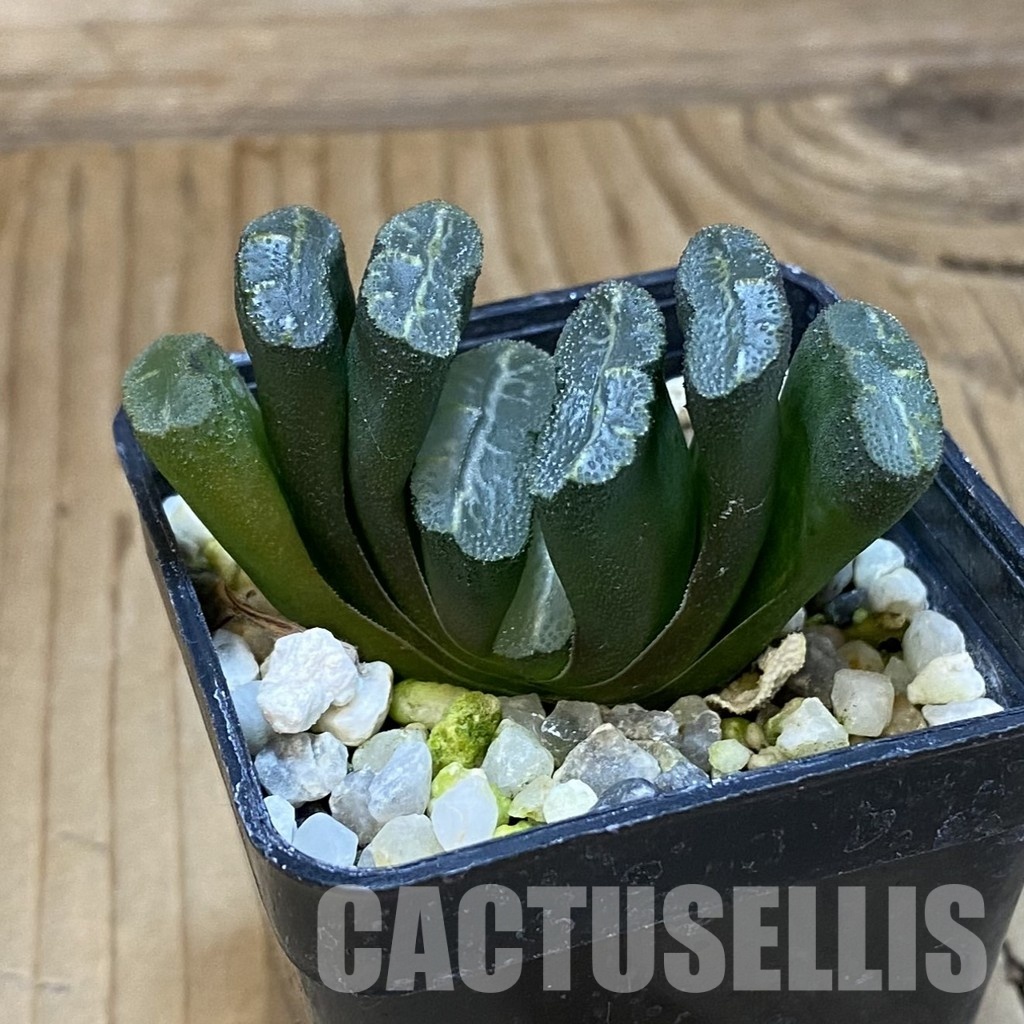 SH32057 Haworthia truncata -Japan- - Image 3