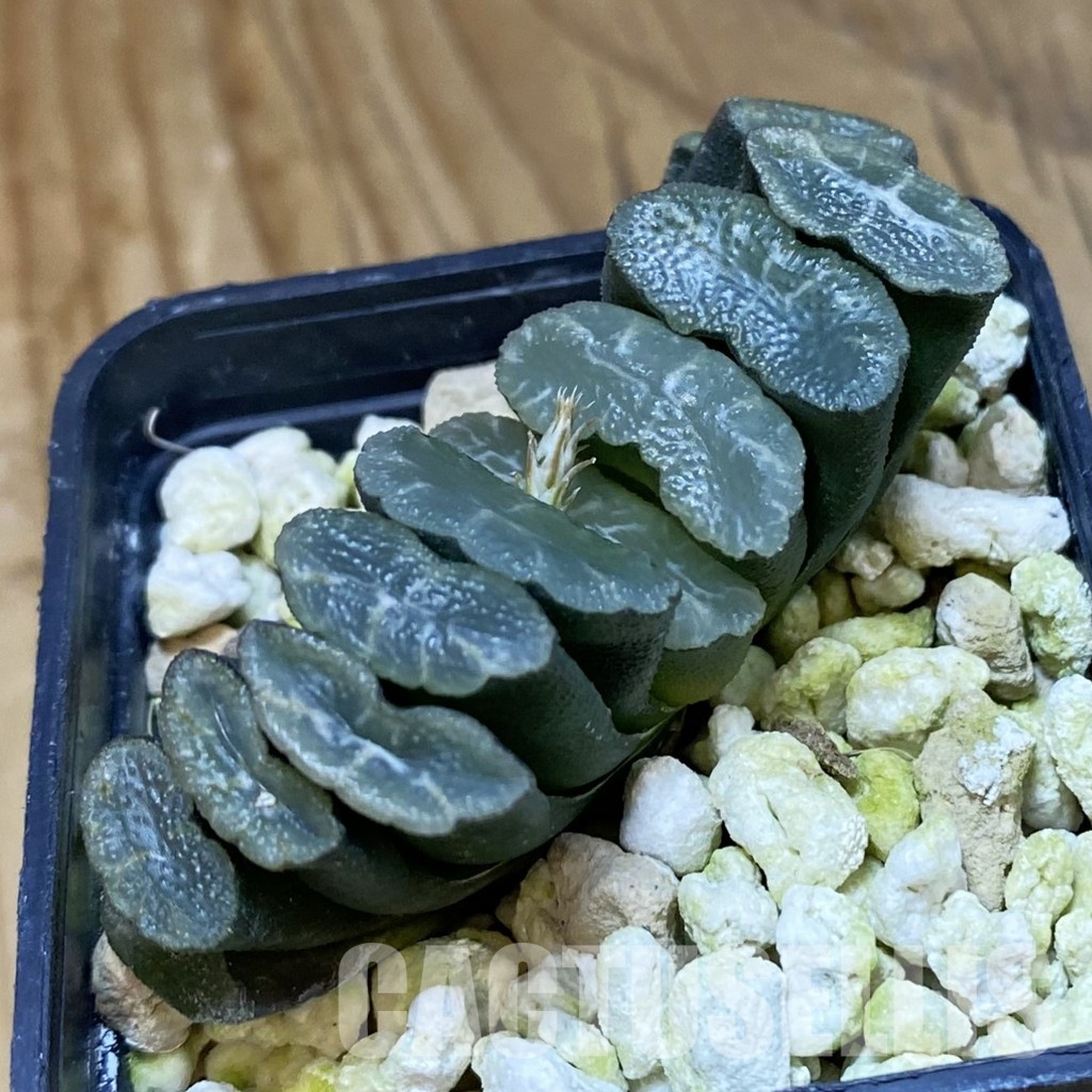 SH32058 Haworthia truncata -Japan- - Image 2