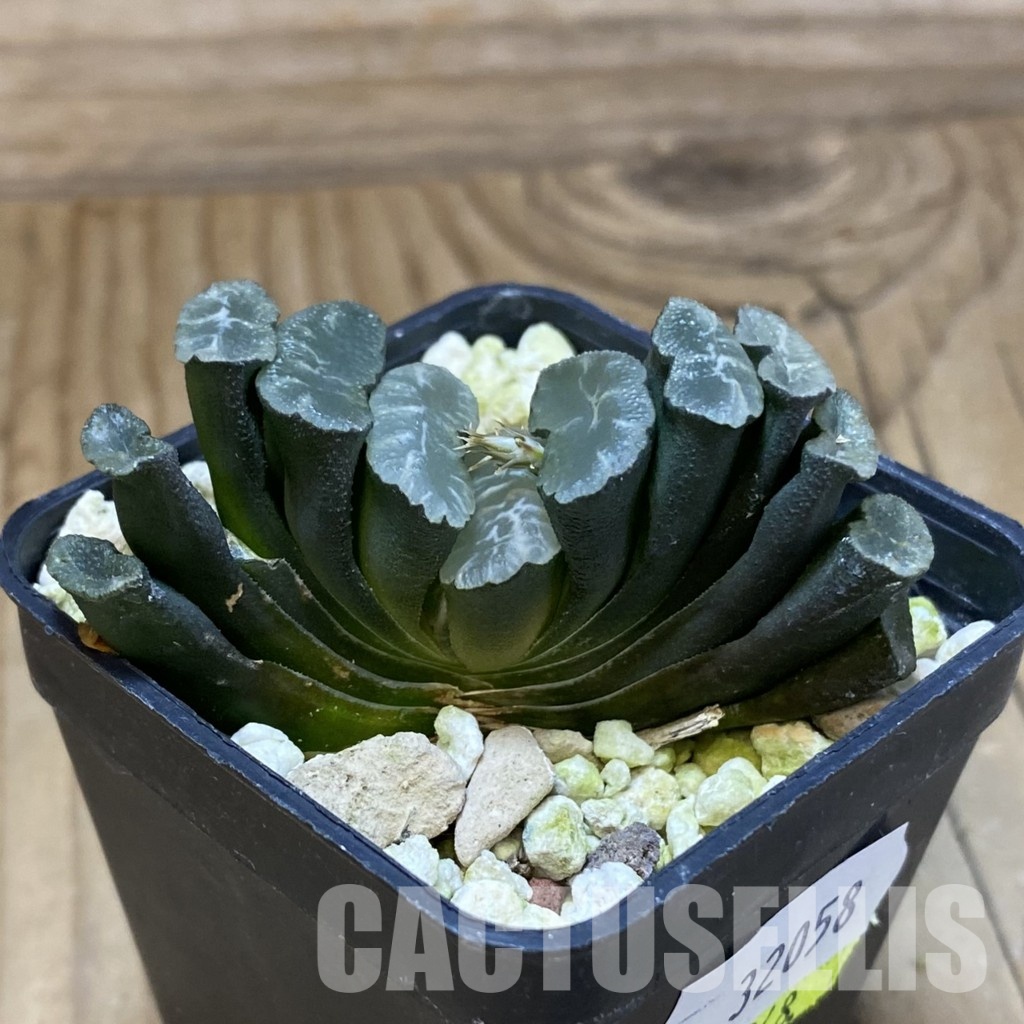 SH32058 Haworthia truncata -Japan- - Image 3