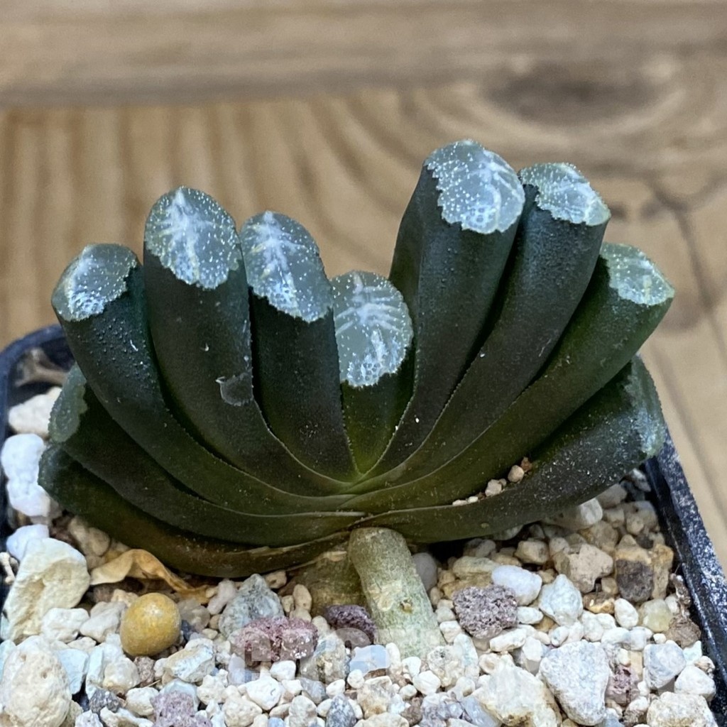 SH32059 Haworthia truncata -Japan- - Image 2