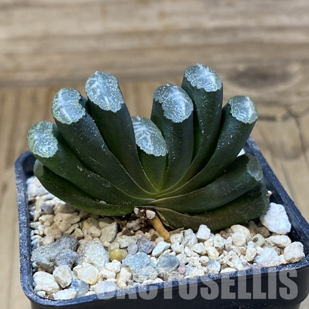SH32059 Haworthia truncata -Japan- - Image 3
