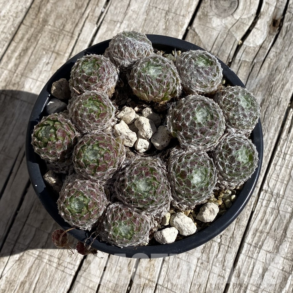 SH32063 Sempervivum 'Arctic White' (cold-resistant) - Image 2