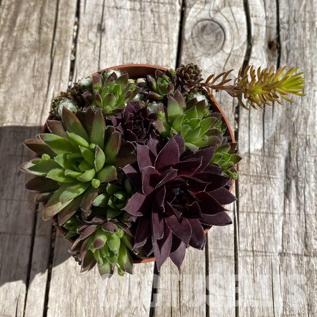 SH32065 Sempervivum 'mix (cold-resistant) - Image 2