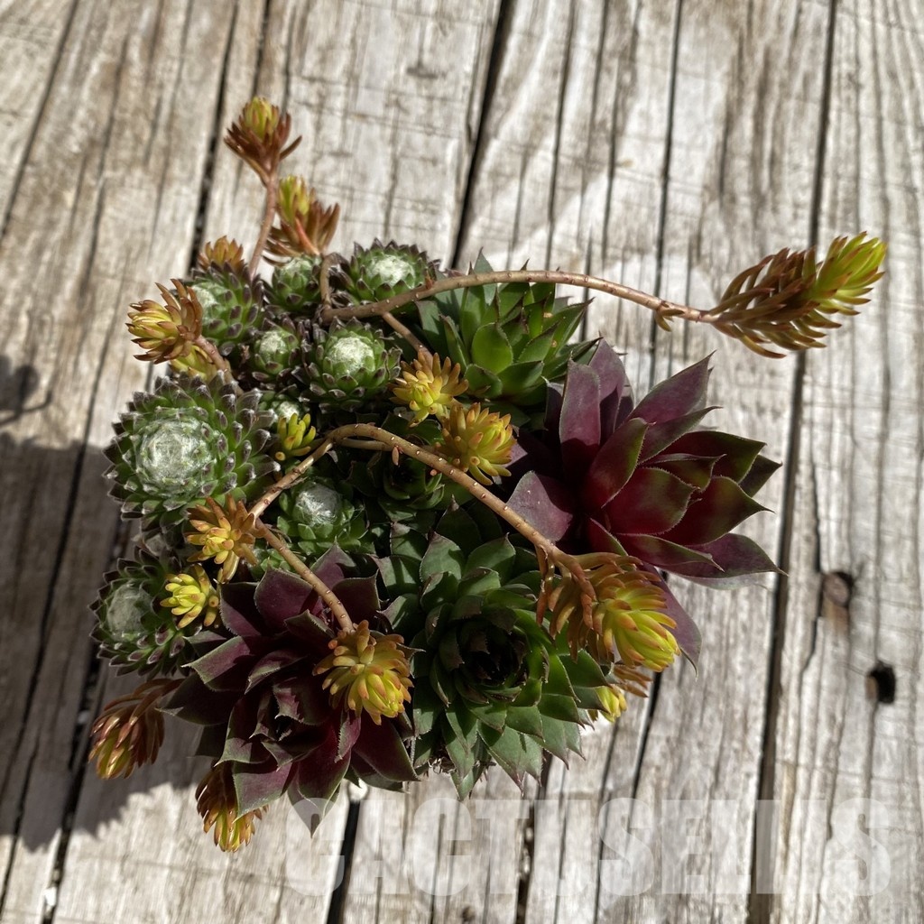 SH32067 Sempervivum mix (cold-resistant) - Image 2
