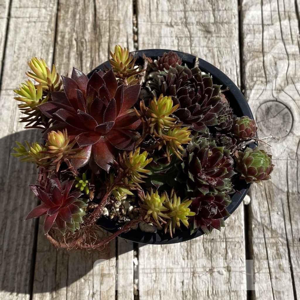 SH32068 Sempervivum mix (cold-resistant) - Image 2