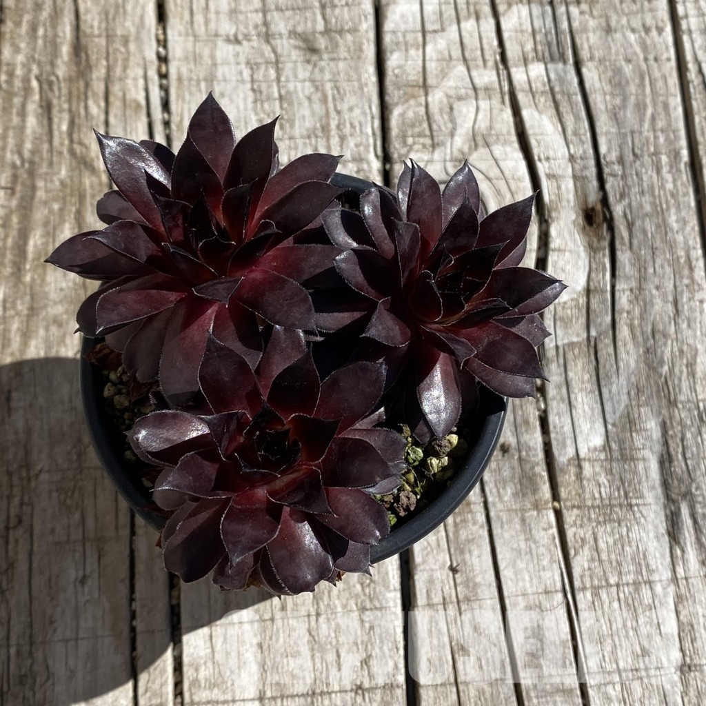 SH32069 Sempervivum 'Bronco' (cold-resistant) - Image 2