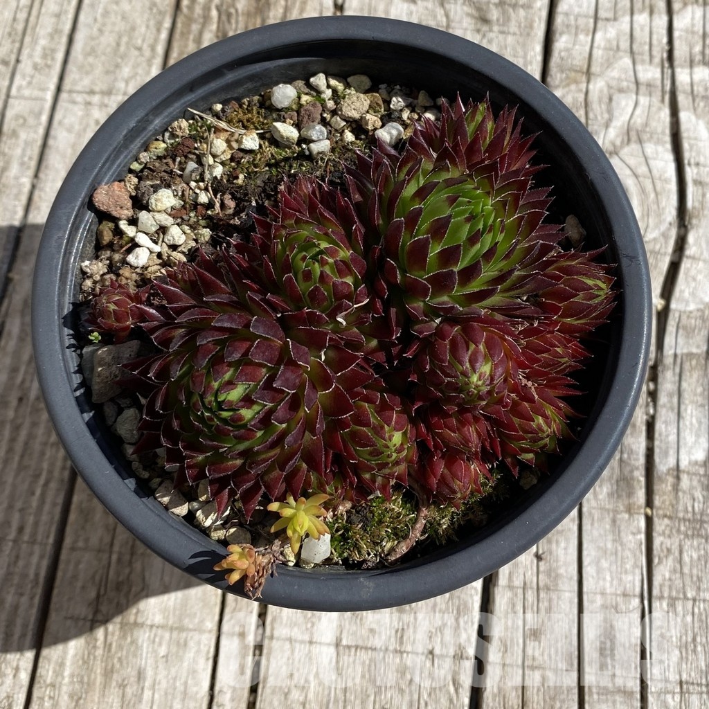 SH32070 Sempervivum 'Autumn Fire' (cold-resistant) - Image 2