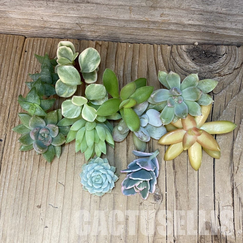 SH32071 Succulents mix, cuted - Image 2