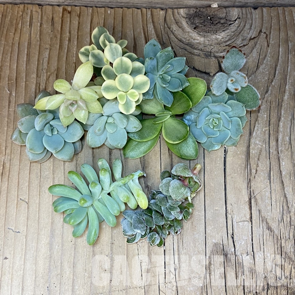 SH32072 Succulents mix, cuted - Image 2