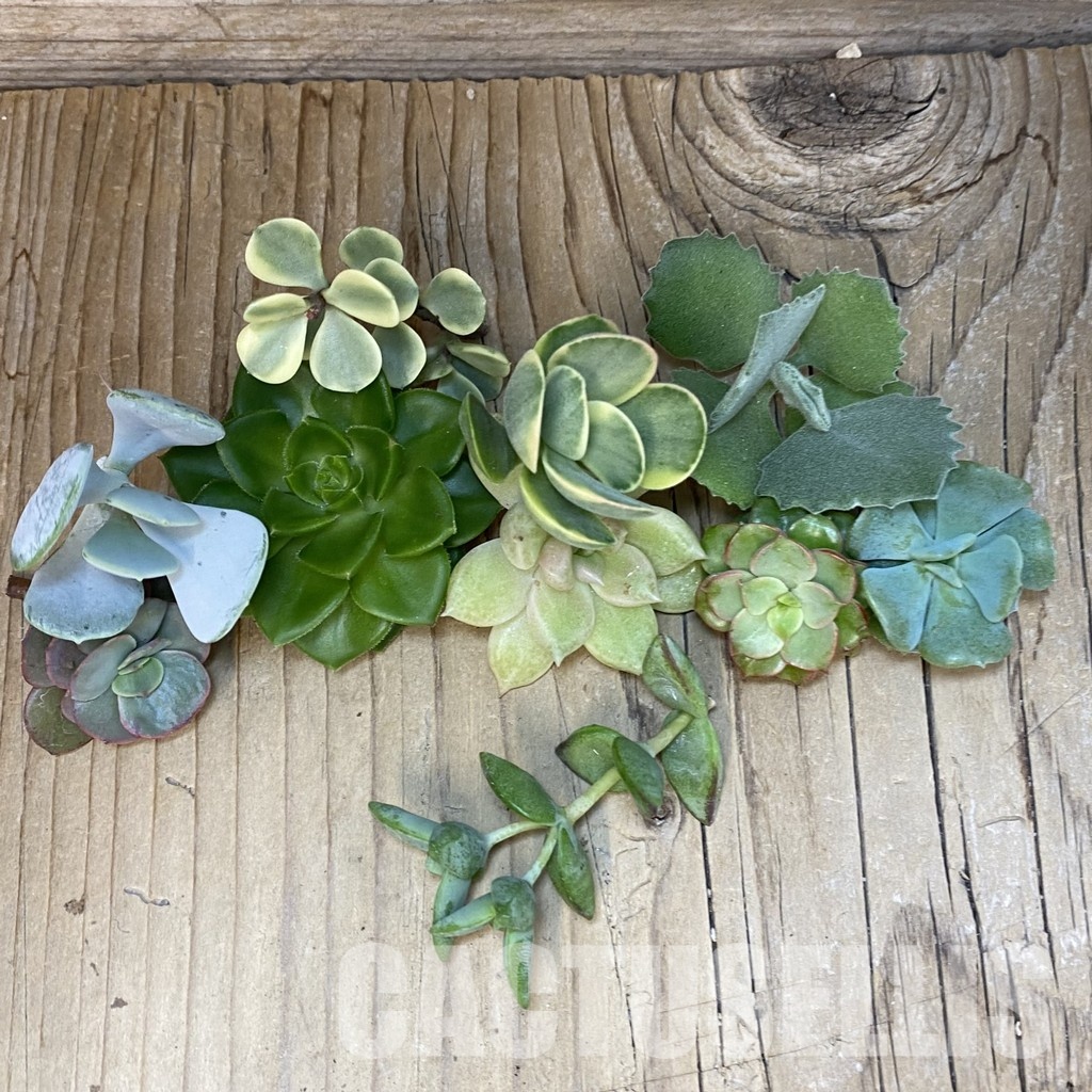 SH32073 Succulents mix, cuted - Image 2