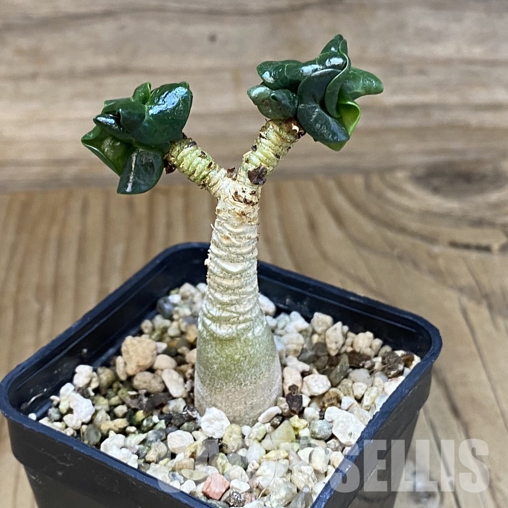 SH32000 Adenium arabicum DHA - Image 2