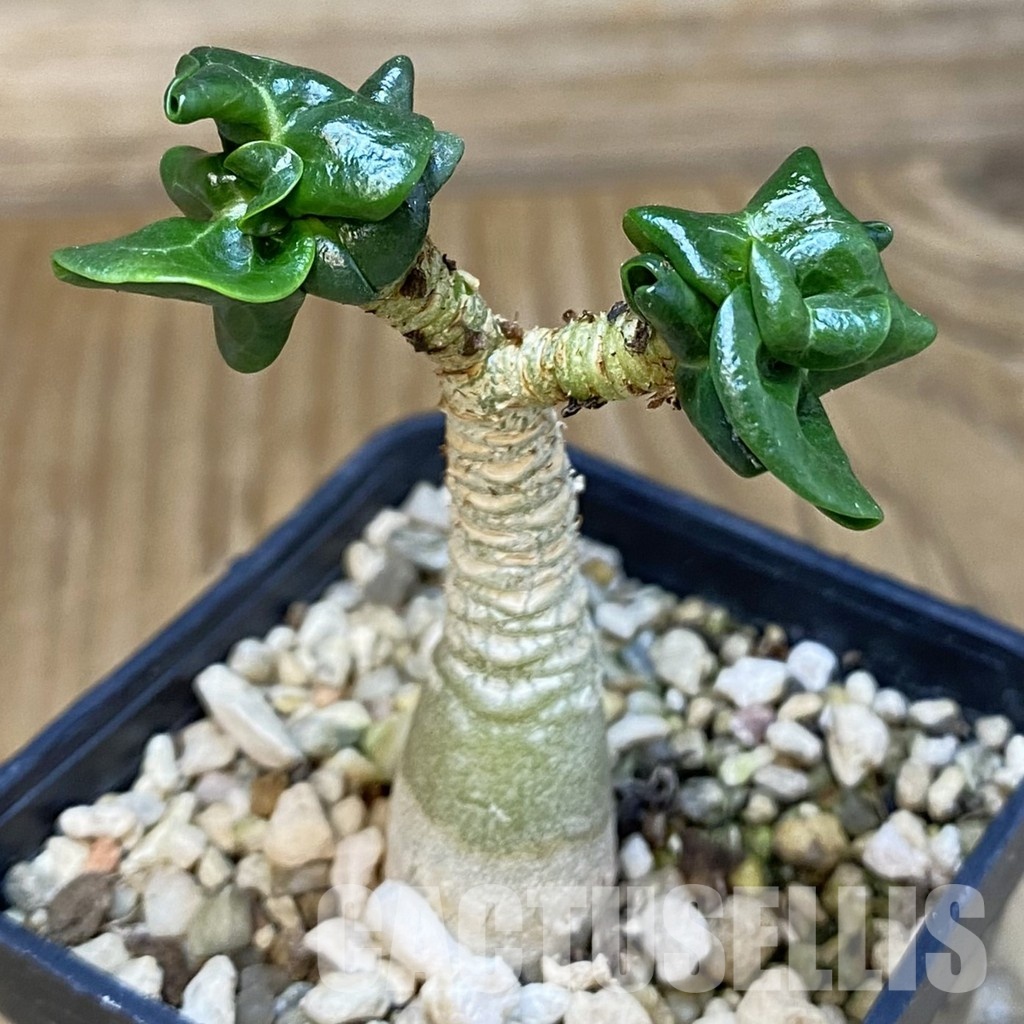 SH32000 Adenium arabicum DHA - Image 3