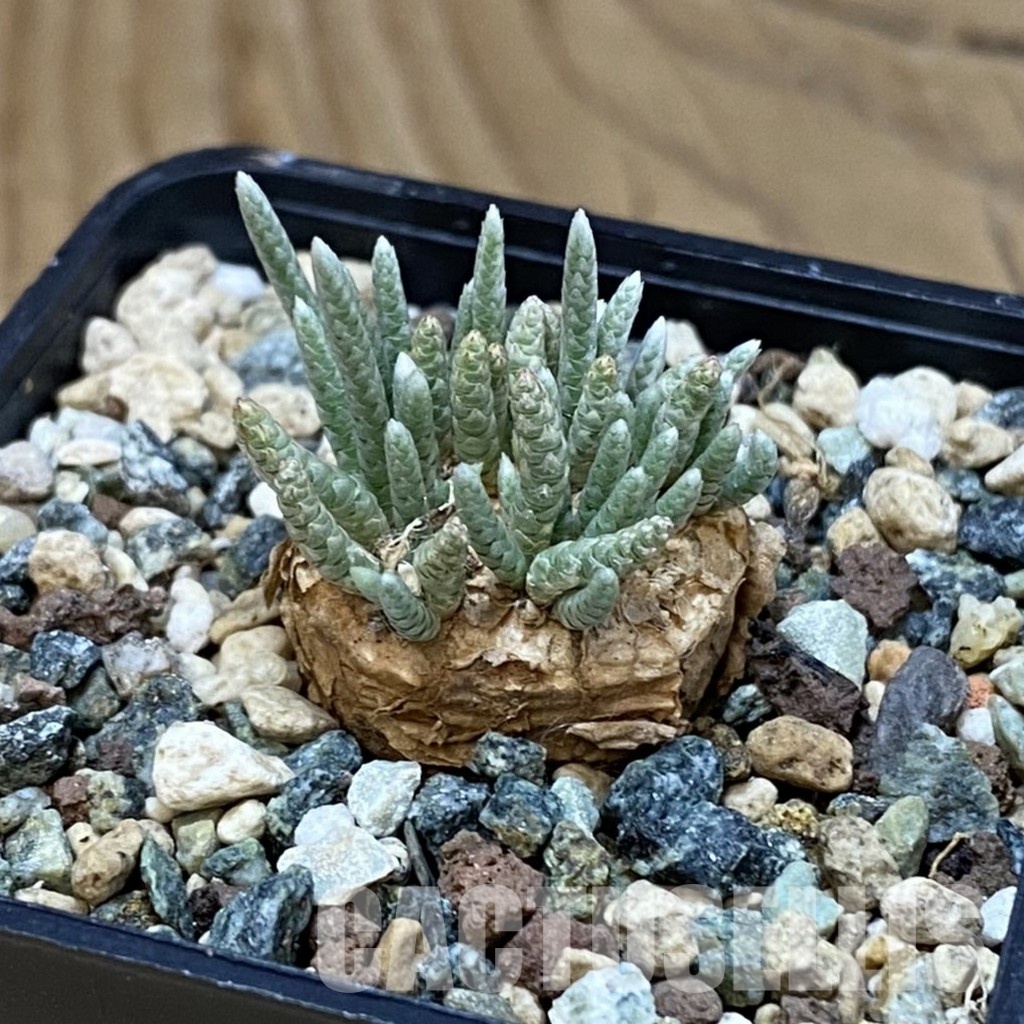 SH32001 Avonia alstonii - Image 2