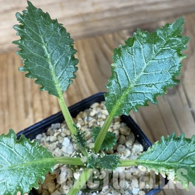SH32002 Dorstenia horwoodii hybrid