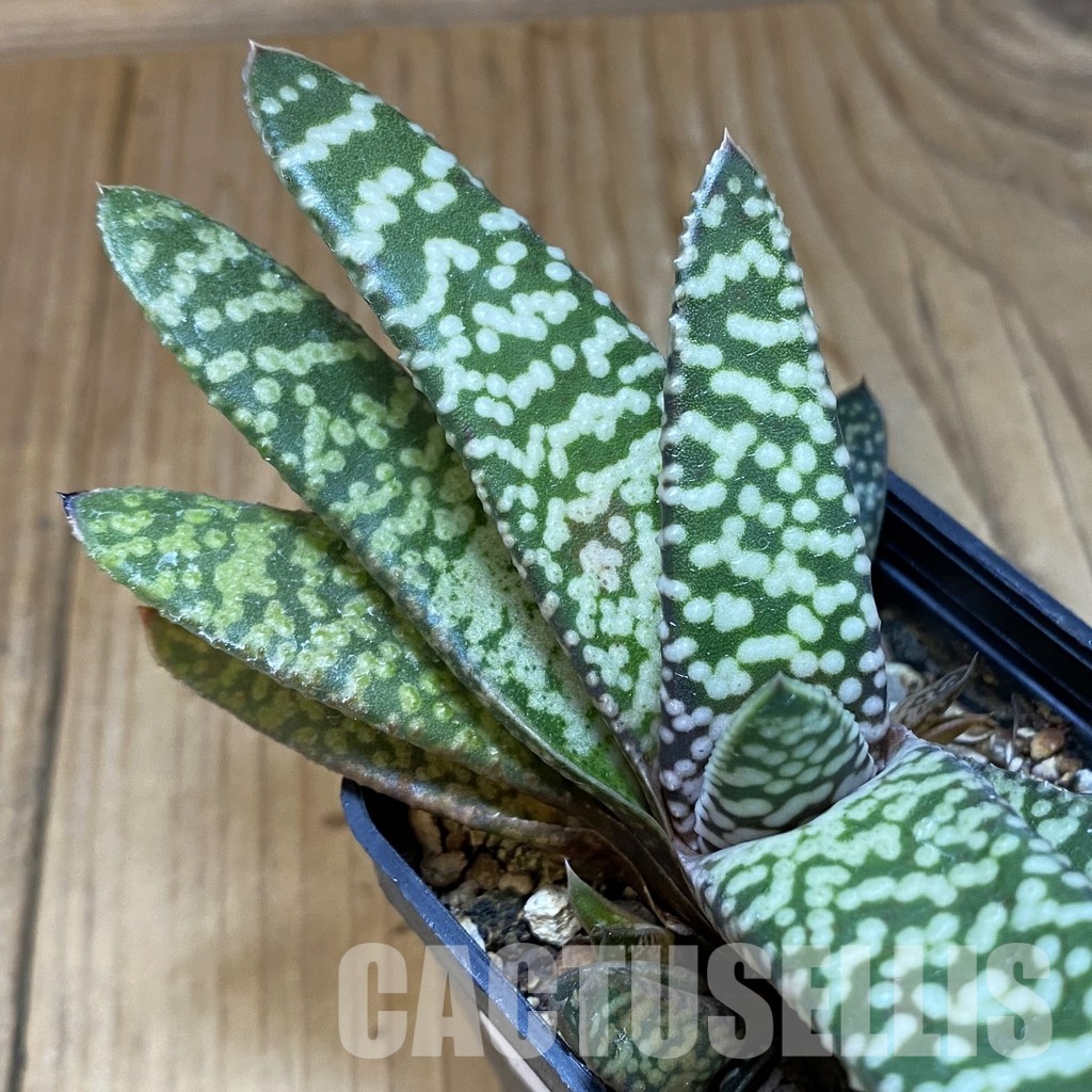 SH32003 Gasteria 'Snow Storm'
