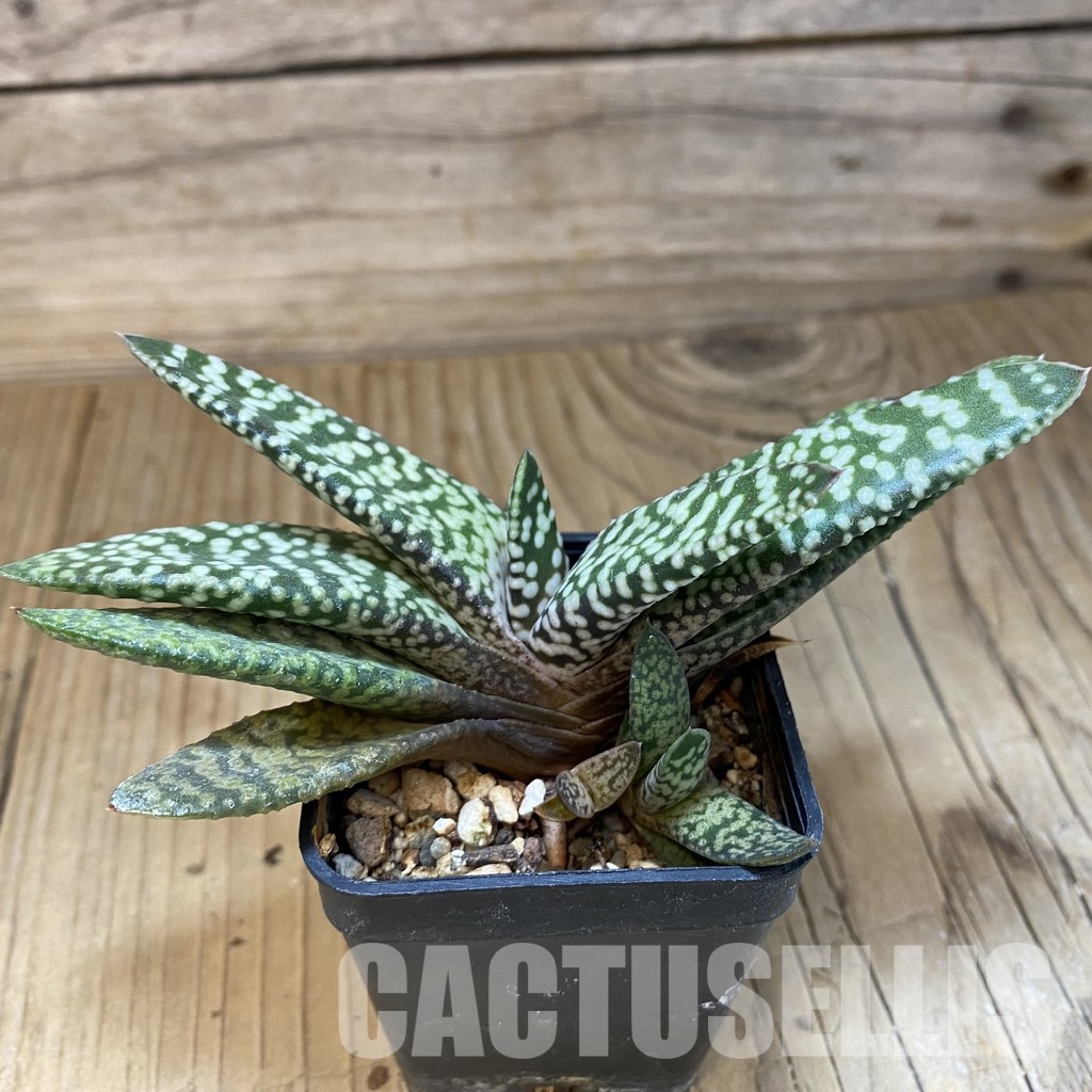SH32003 Gasteria 'Snow Storm' - Image 2