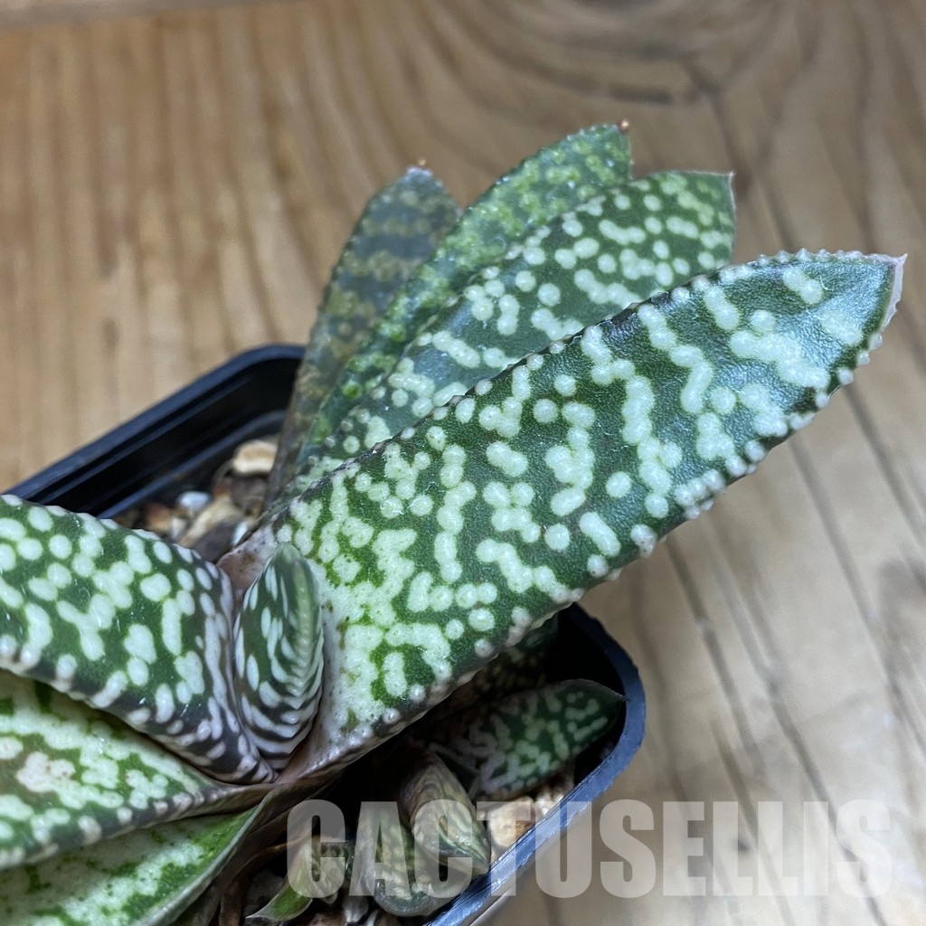 SH32003 Gasteria 'Snow Storm' - Image 3