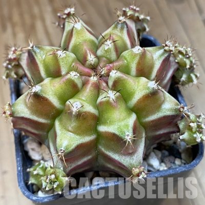 SH31993 Gymnocalycium mihanovichii ‘Be Love’
