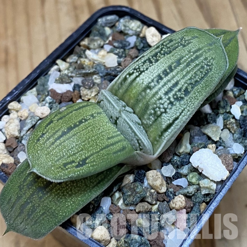 SH32008 Gasteria 'Little Warty' hybrid