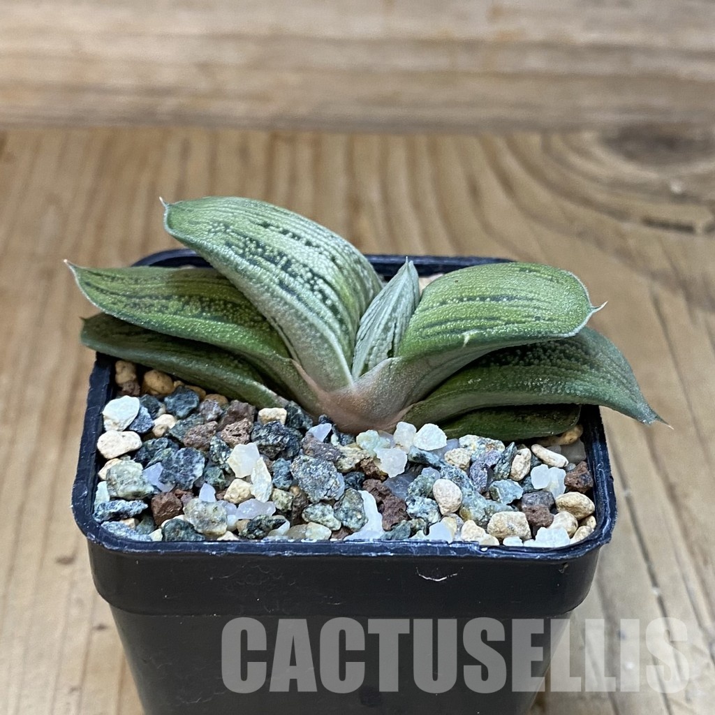 SH32008 Gasteria 'Little Warty' hybrid - Image 2