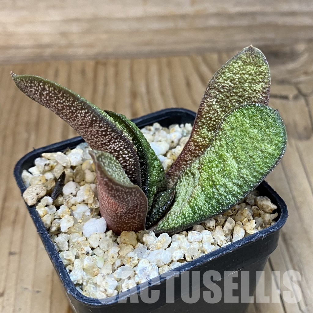 SH32009 Gasteria batesiana - Image 2