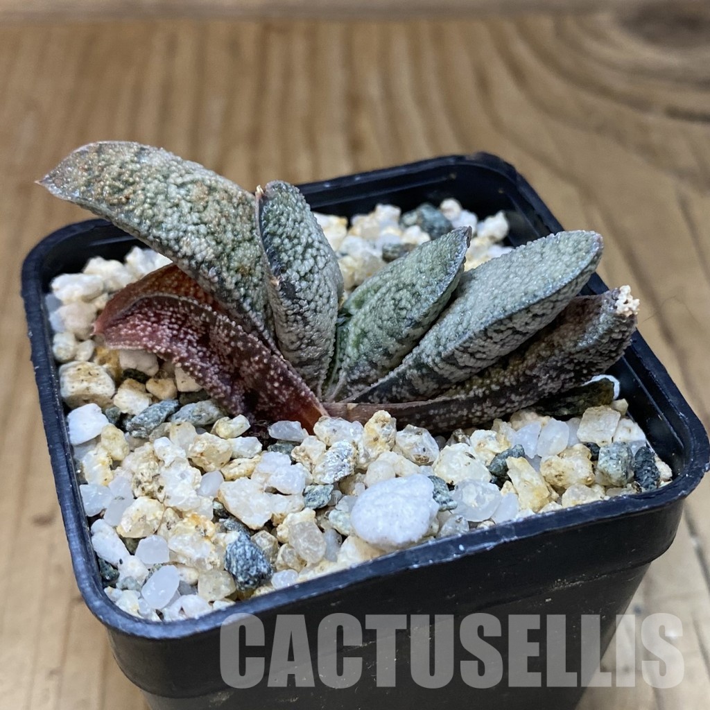 SH32010 Gasteria batesiana x Gasteria ellaphieae - Image 2