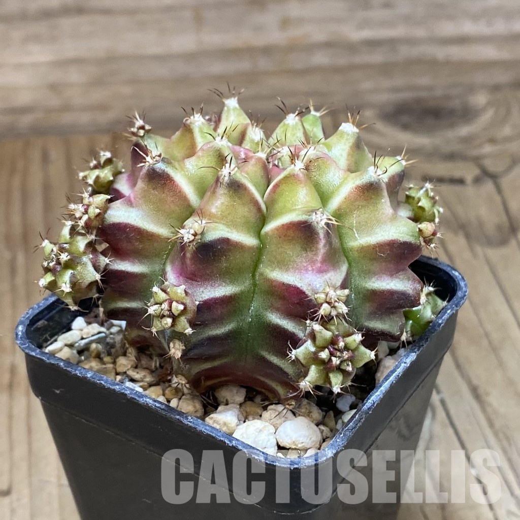 SH31993 Gymnocalycium mihanovichii ‘Be Love’ - Image 2