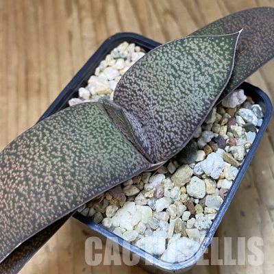 SH32011 Gasteria vlokii hybrid