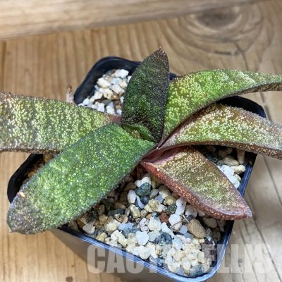SH32014 Gasteria batesiana