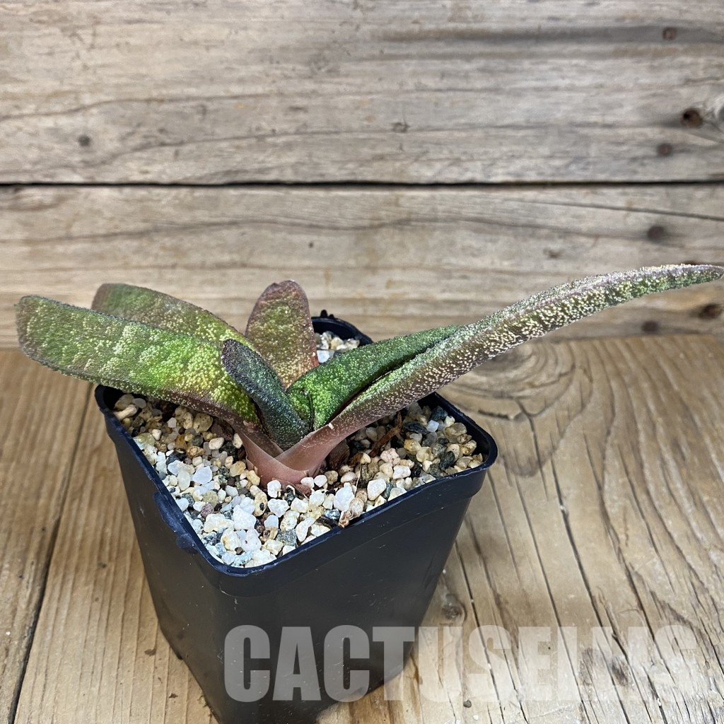 SH32014 Gasteria batesiana - Image 2