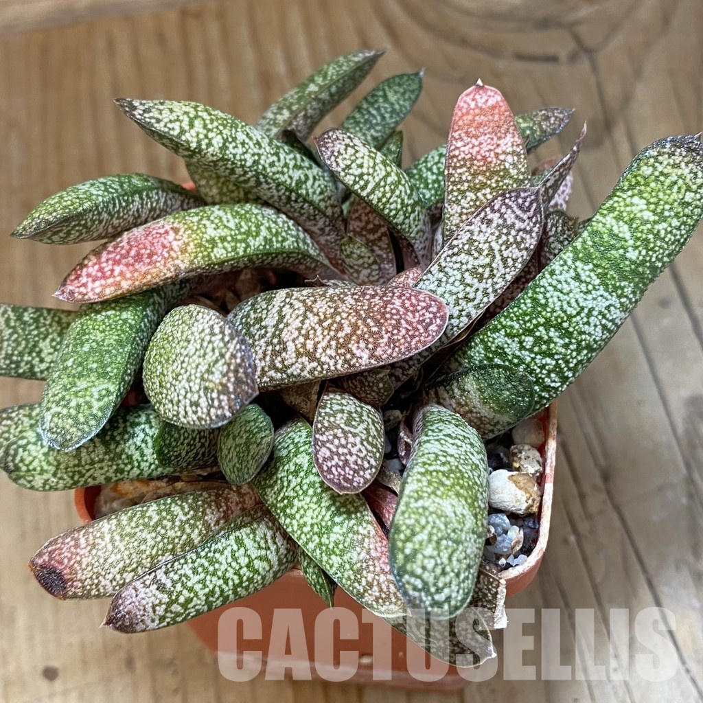 SH32017 Gasteria baylissiana hybrid