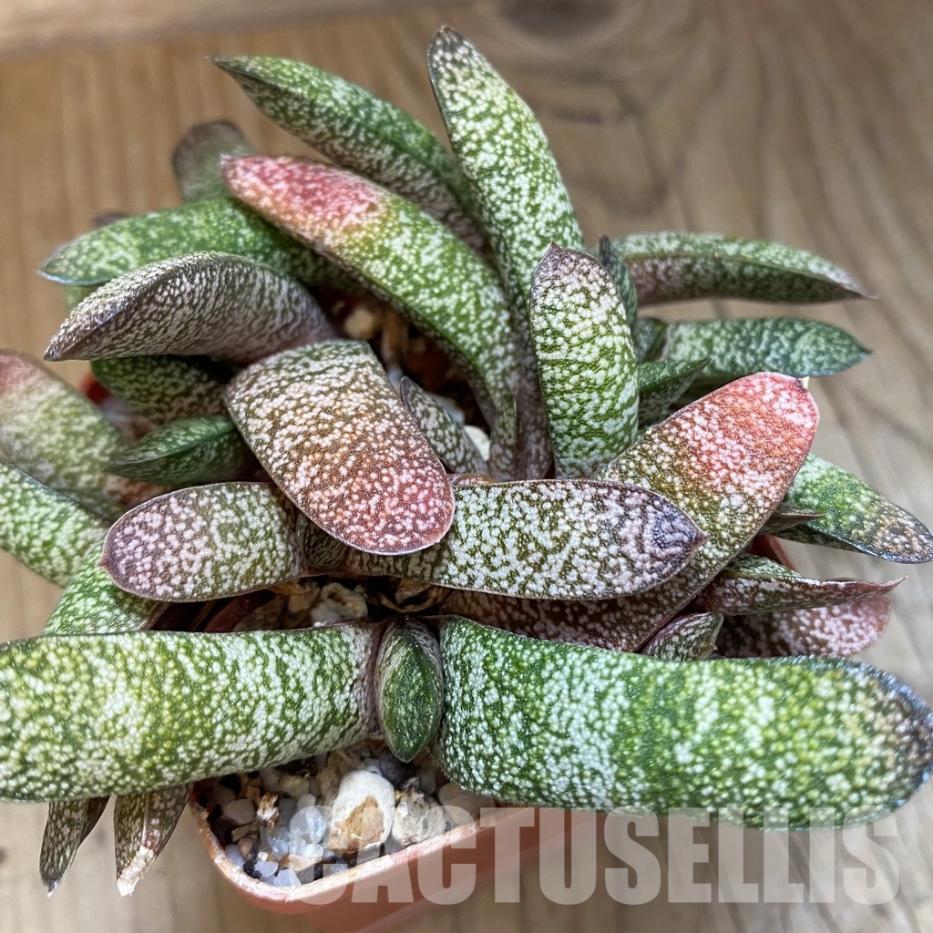 SH32017 Gasteria baylissiana hybrid - Image 2