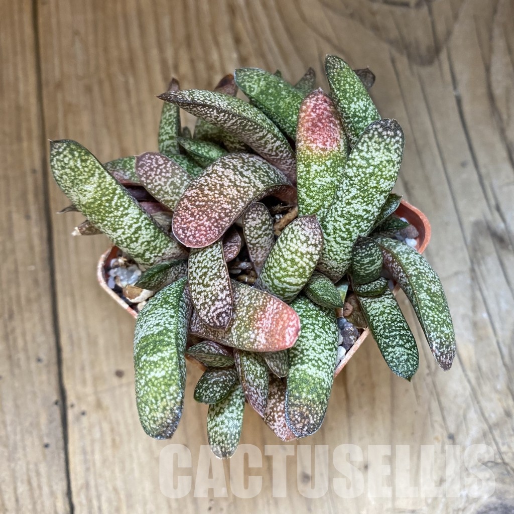 SH32017 Gasteria baylissiana hybrid - Image 3