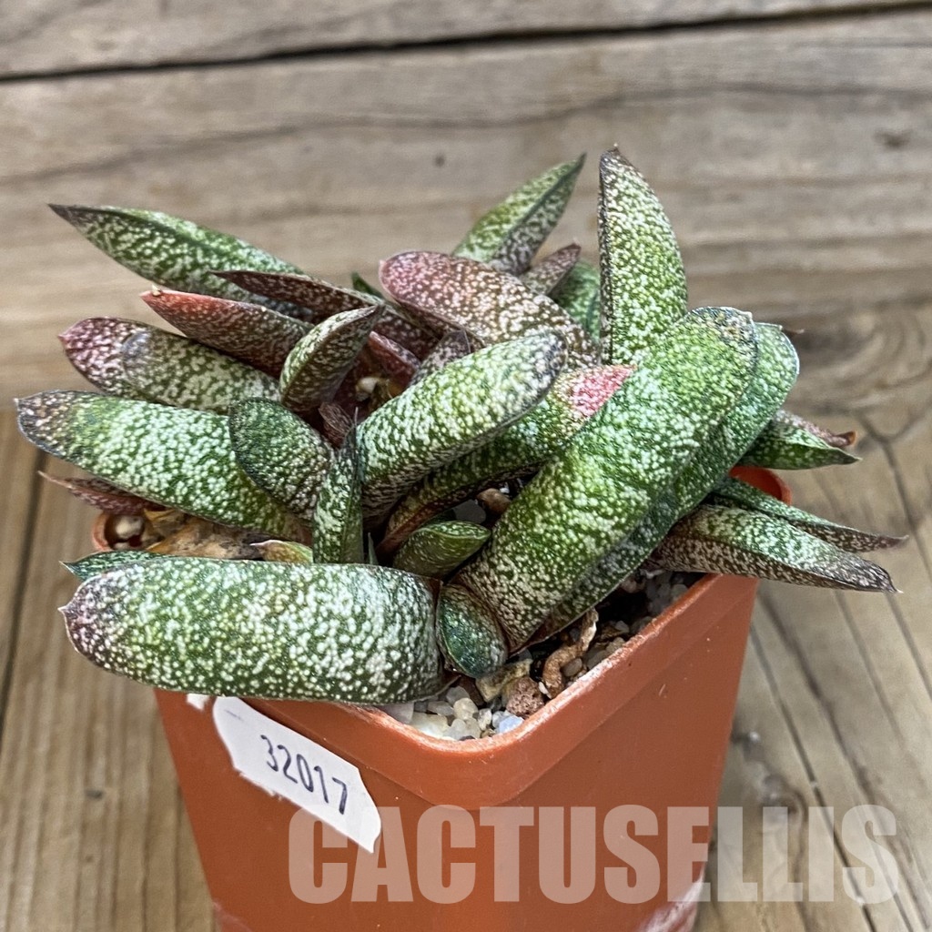 SH32017 Gasteria baylissiana hybrid - Image 4