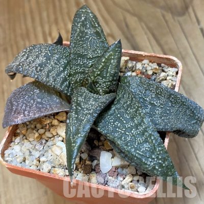 SH32018 Gasteria ellaphieae, seedling