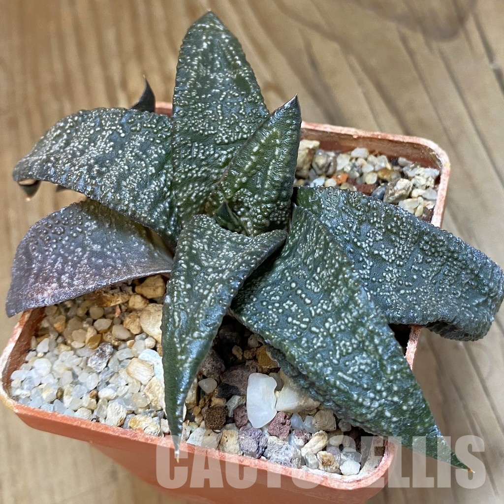 SH32018 Gasteria ellaphieae, seedling