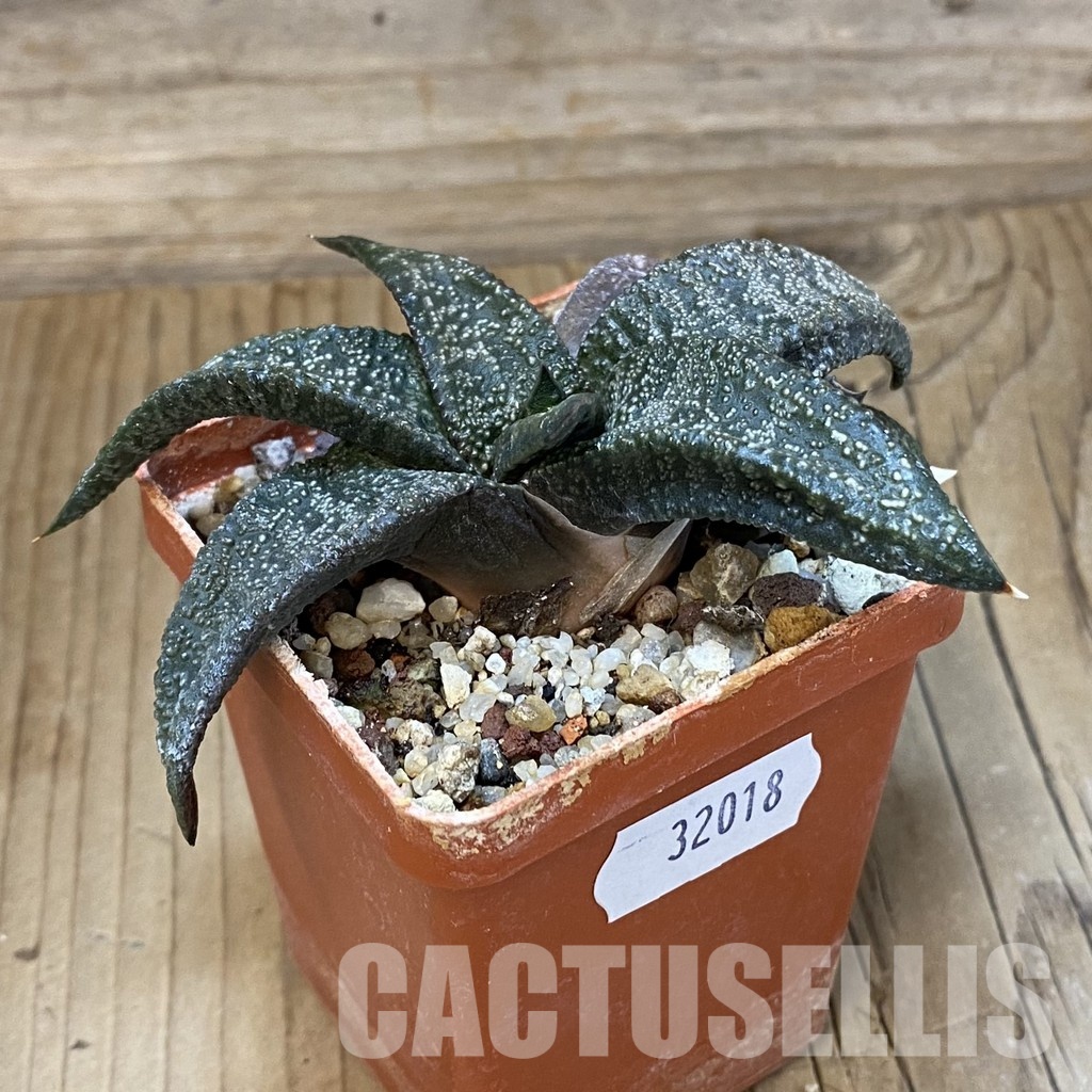 SH32018 Gasteria ellaphieae, seedling - Image 2