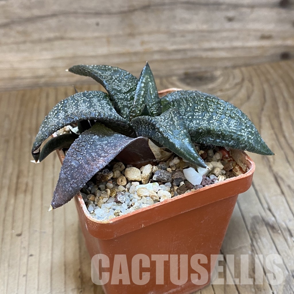 SH32018 Gasteria ellaphieae, seedling - Image 3
