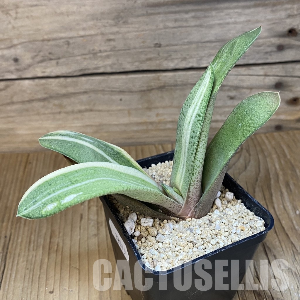 SH32019 Gasteria glomerata f. variegata - Image 2