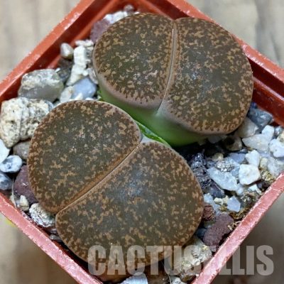 SH3139 Lithops lesliei 'Warrenton'