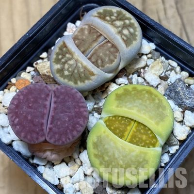 SH12315 Lithops mix