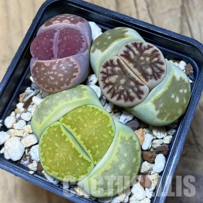 SH12316 Lithops mix