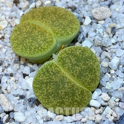SH15758 Lithops lesliei v.albinica