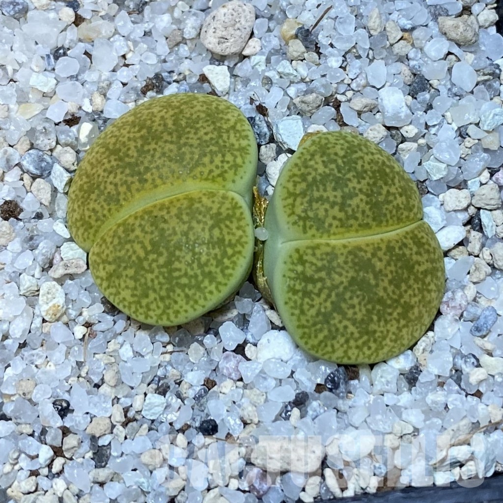 SH15758 Lithops lesliei v.albinica - Image 2
