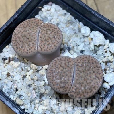 SH15784 Lithops fulviceps v. lactinea