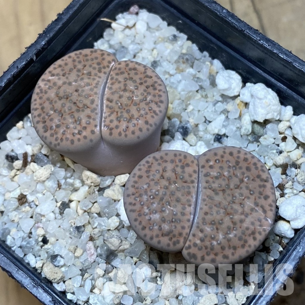 SH15784 Lithops fulviceps v. lactinea
